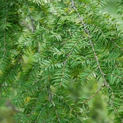 Canadian Hemlock - Image 6