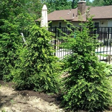 Canadian Hemlock - Image 7