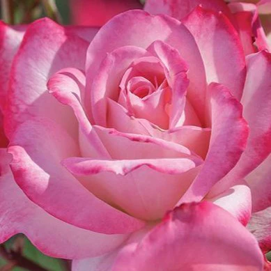 Candy Cane Cocktail™ Rose Tree - Image 2