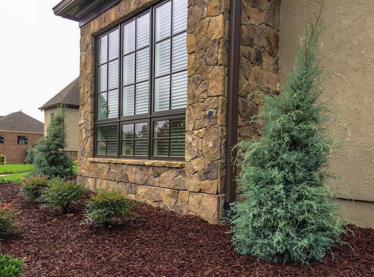 Carolina Sapphire Cypress - Image 3