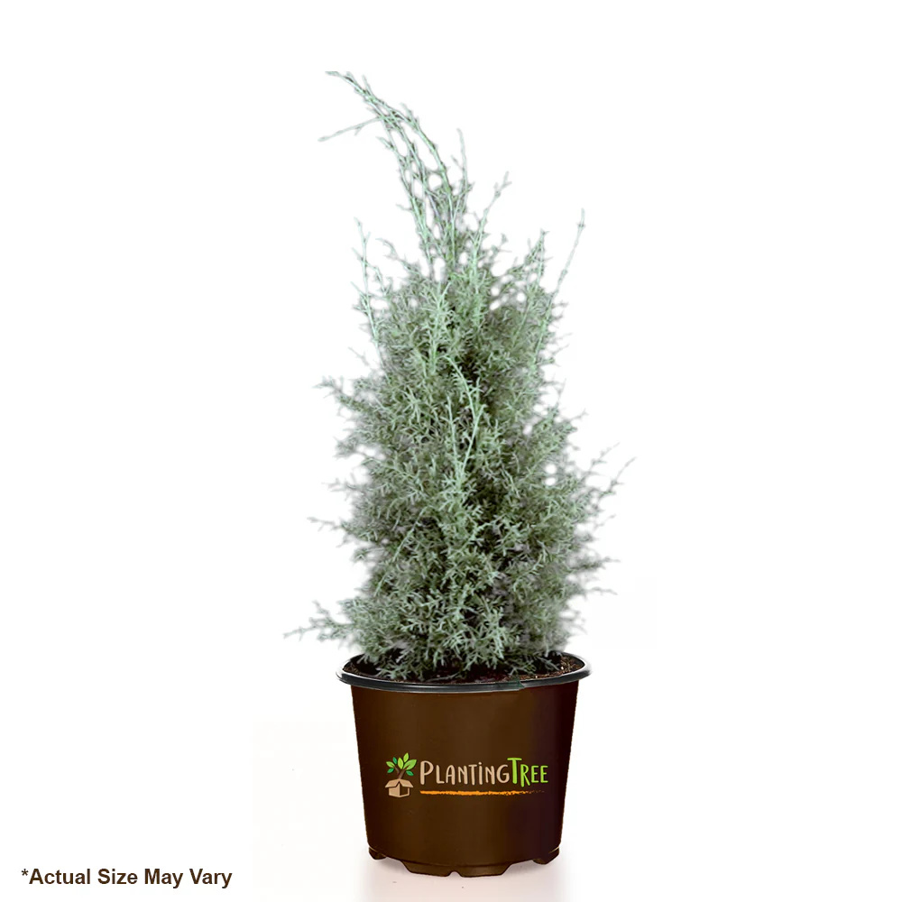 Carolina Sapphire Cypress - Image 4