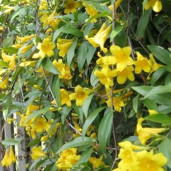 Carolina Yellow Jessamine - Image 3