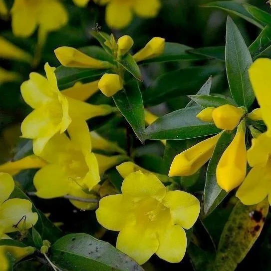 Carolina Yellow Jessamine - Image 4