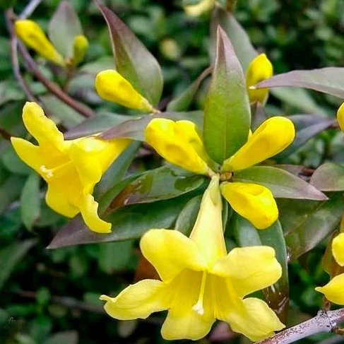 Carolina Yellow Jessamine - Image 5