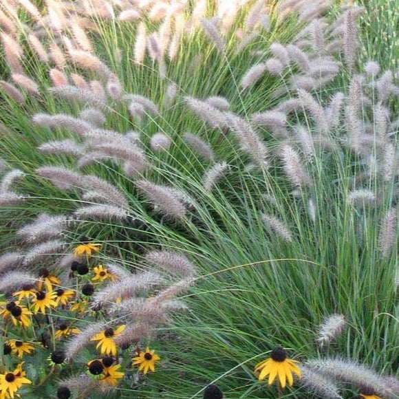 Cassian Fountain Grass - Image 3