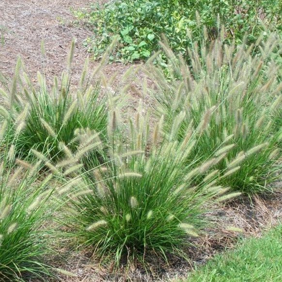 Cassian Fountain Grass - Image 4