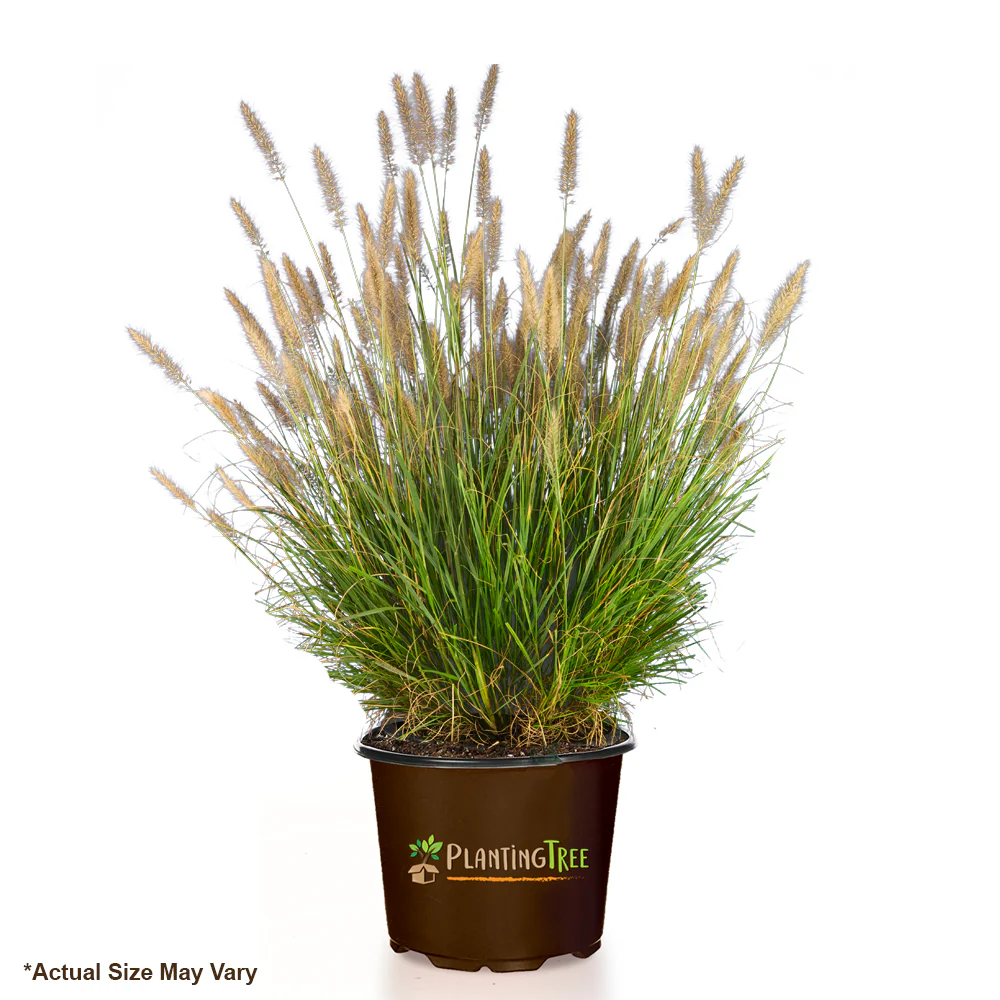 Cassian Fountain Grass - Image 5