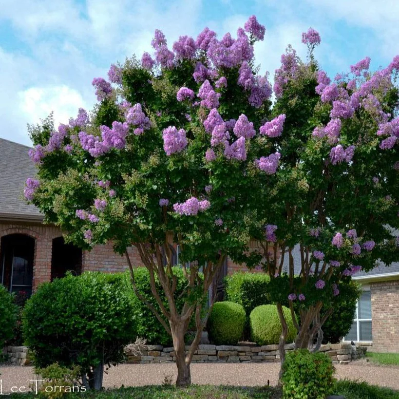 Catawba Crape Myrtle - Image 2