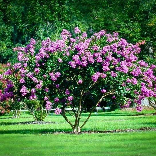 Catawba Crape Myrtle - Image 3