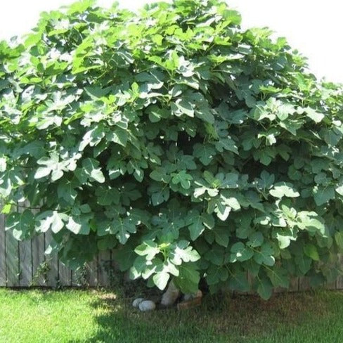 Celeste Fig Tree - Image 3