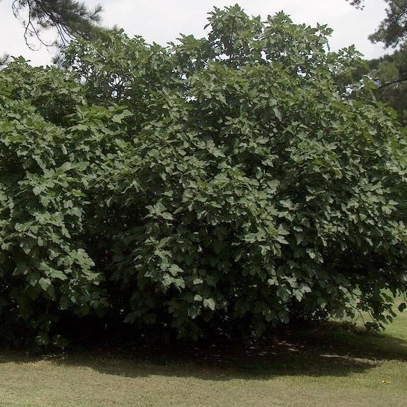 Celeste Fig Tree - Image 4