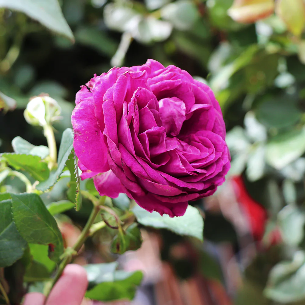 Celestial Night™ Rose Tree - Image 2