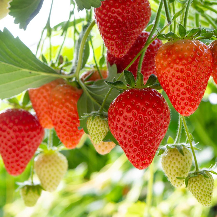 Chandler Strawberry Plant