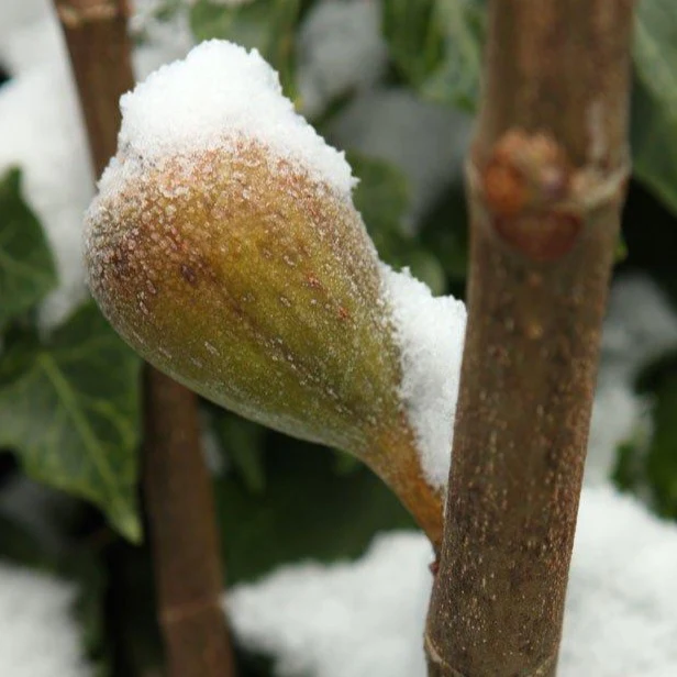 Chicago Hardy Fig - Image 3