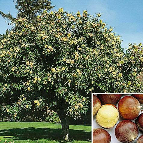 Chinese Chestnut Tree - Image 2
