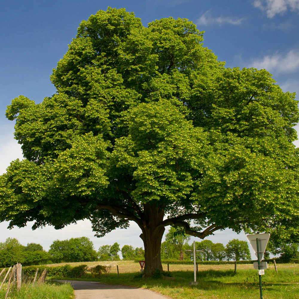 Chinese Chestnut Tree - Image 3