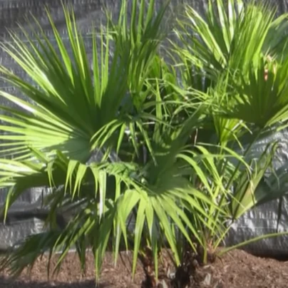 Chinese Fan Palm - Image 3