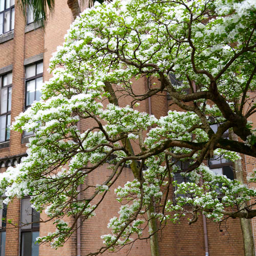 Chinese Fringe Tree - Image 2