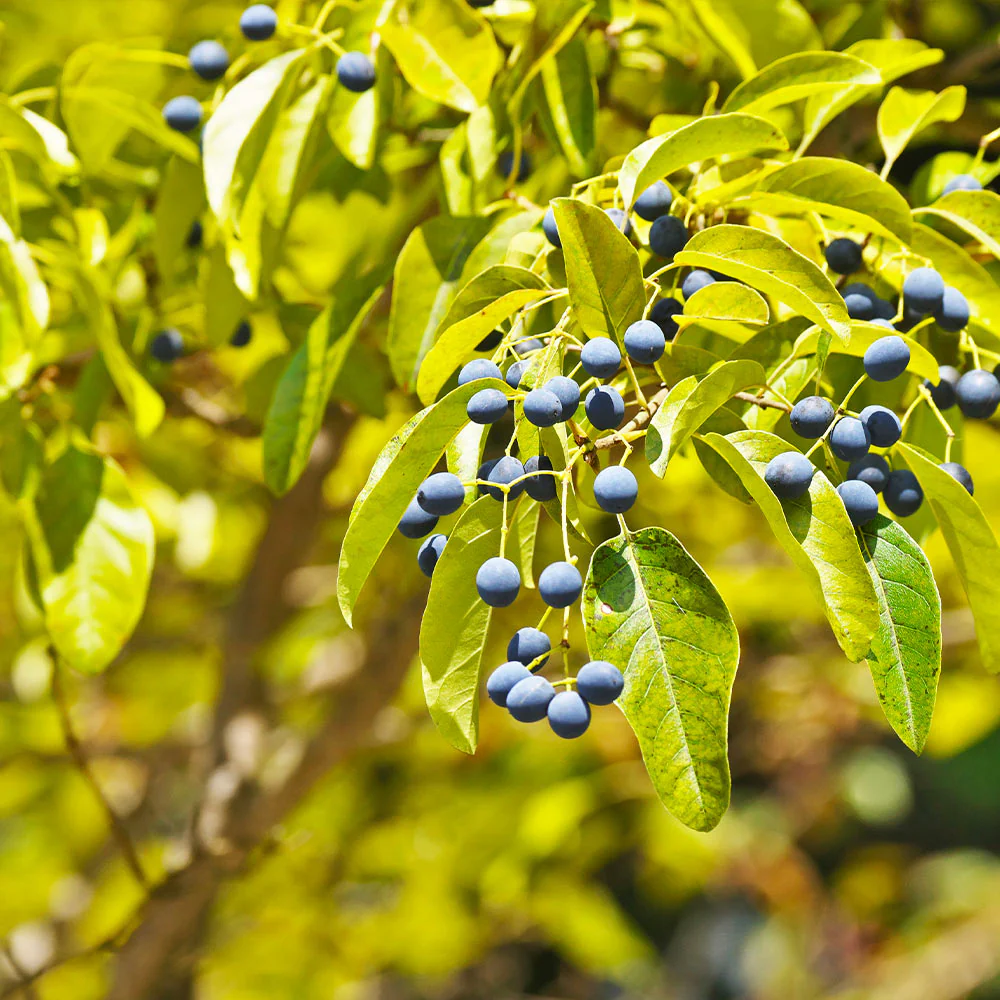 Chinese Fringe Tree - Image 3