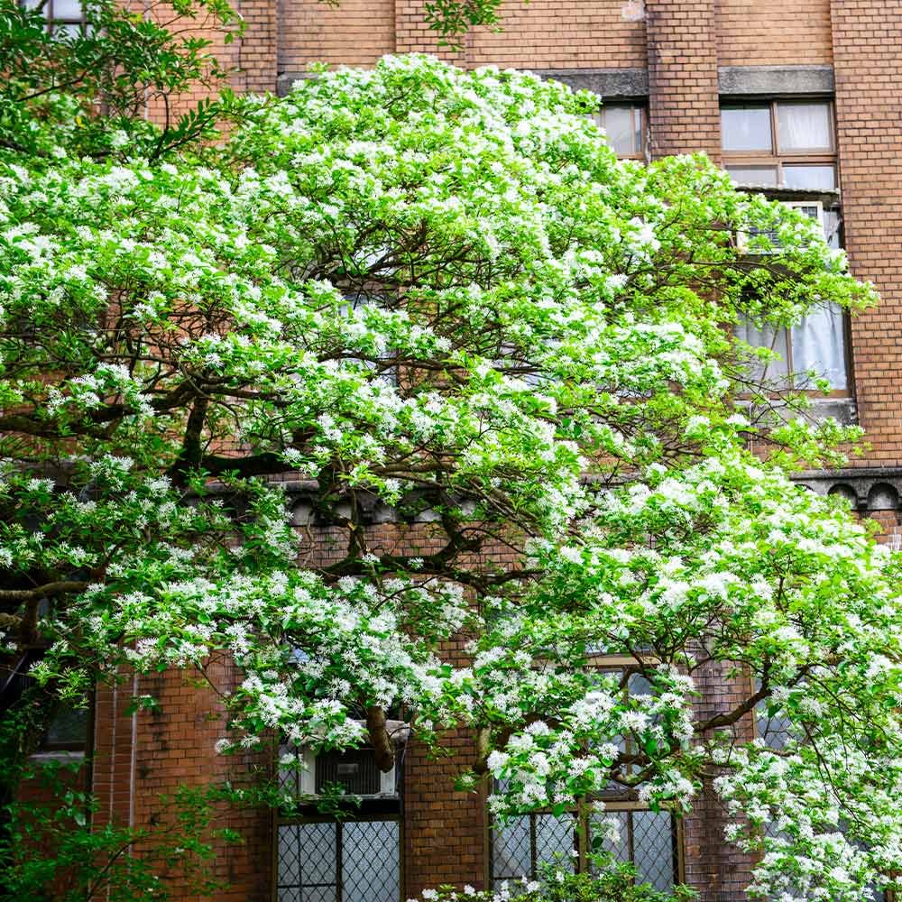 Chinese Fringe Tree - Image 4