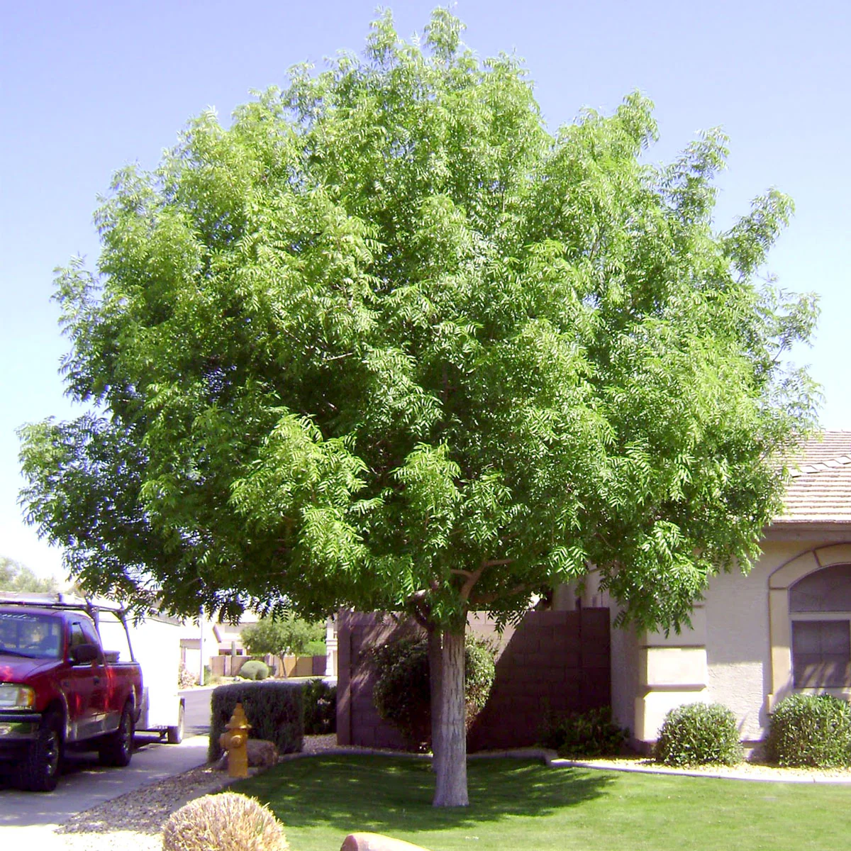 Chinese Pistache Tree - Image 2