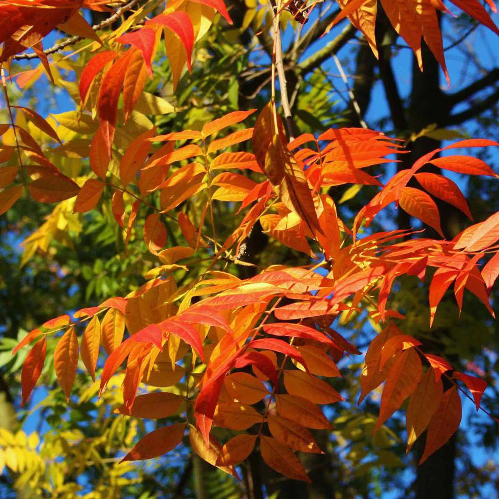Chinese Pistache Tree - Image 3