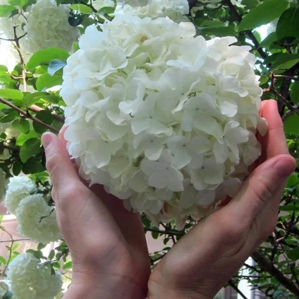 Chinese Snowball Bush