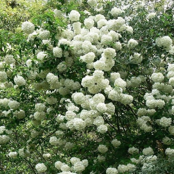 Chinese Snowball Bush - Image 2