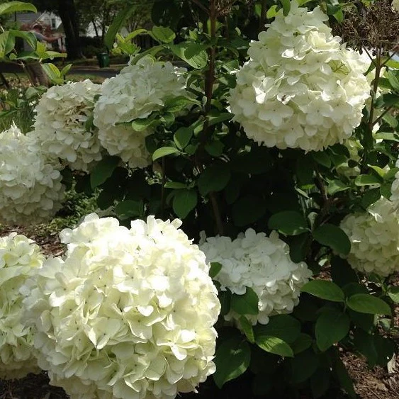 Chinese Snowball Bush - Image 3