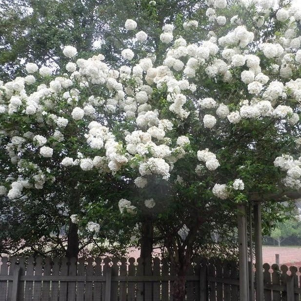 Chinese Snowball Bush - Image 4