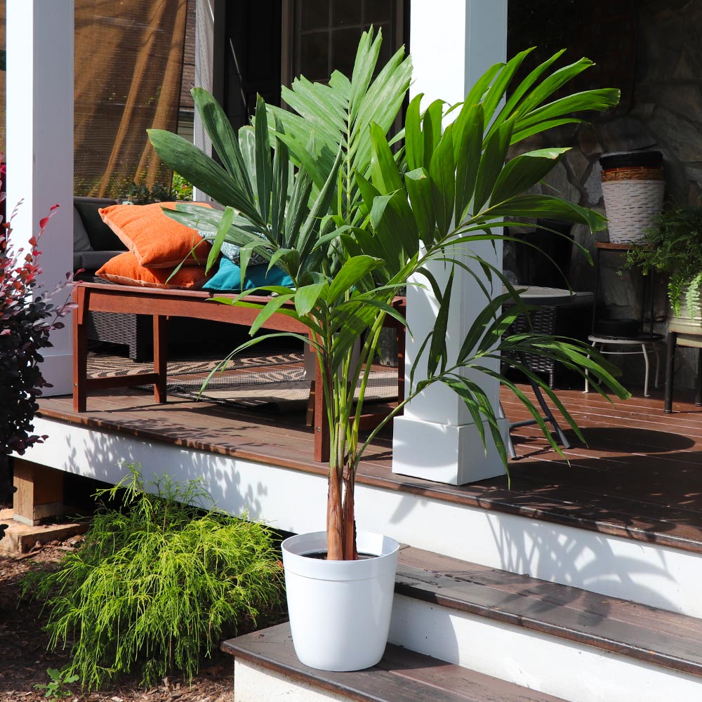 Christmas Palm Tree
