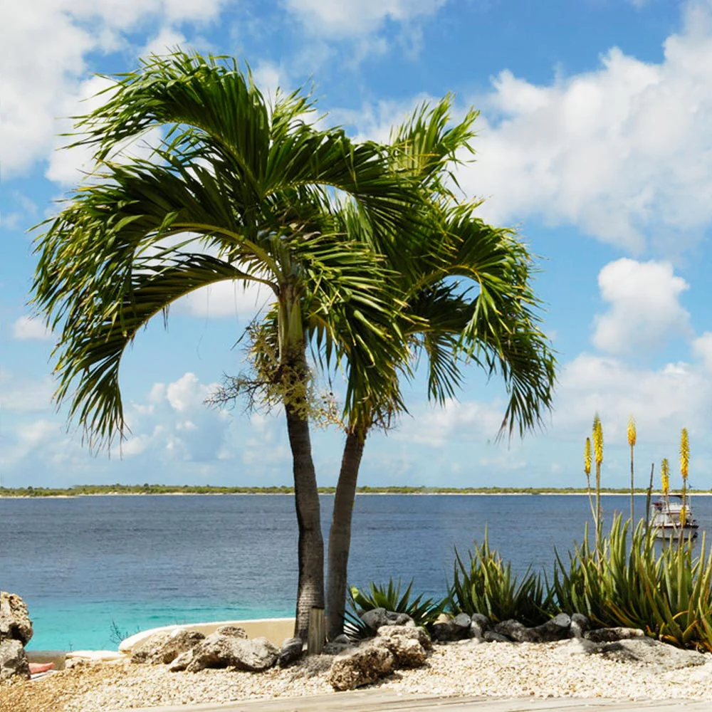 Christmas Palm Tree - Image 2
