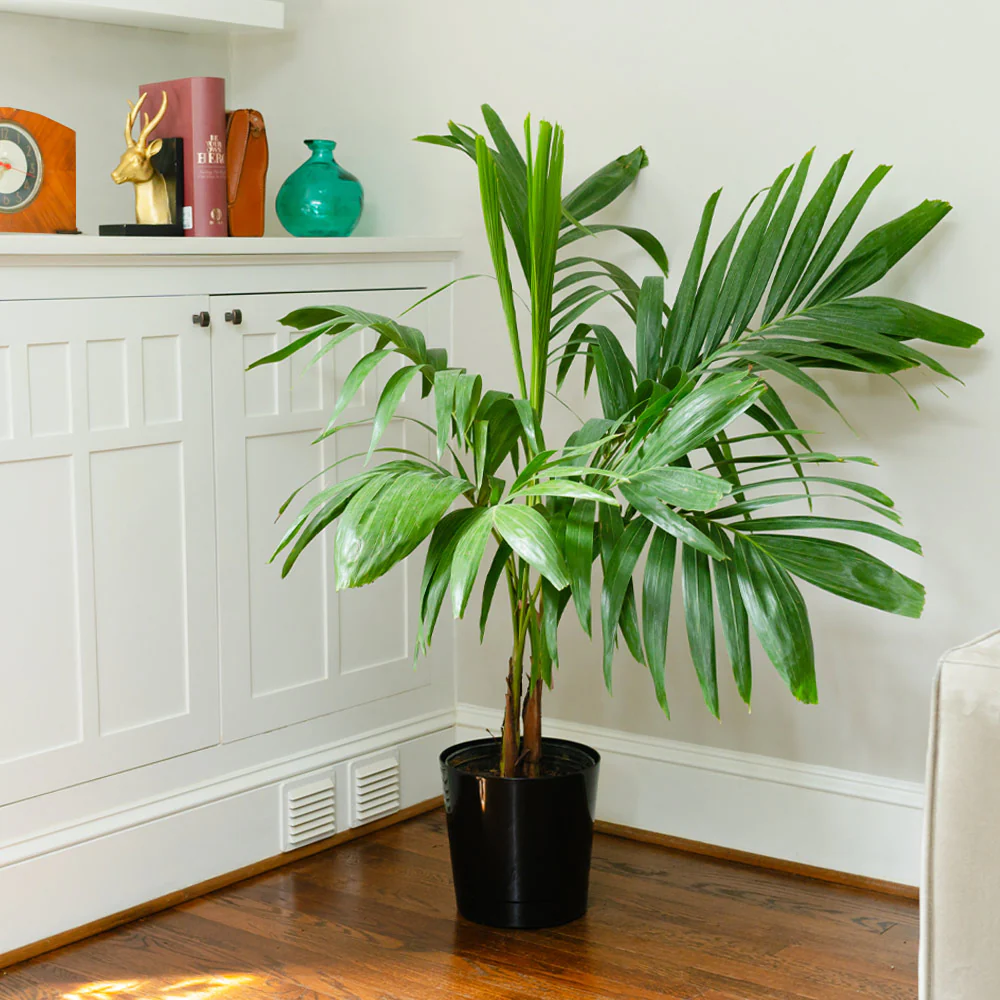 Christmas Palm Tree - Image 3