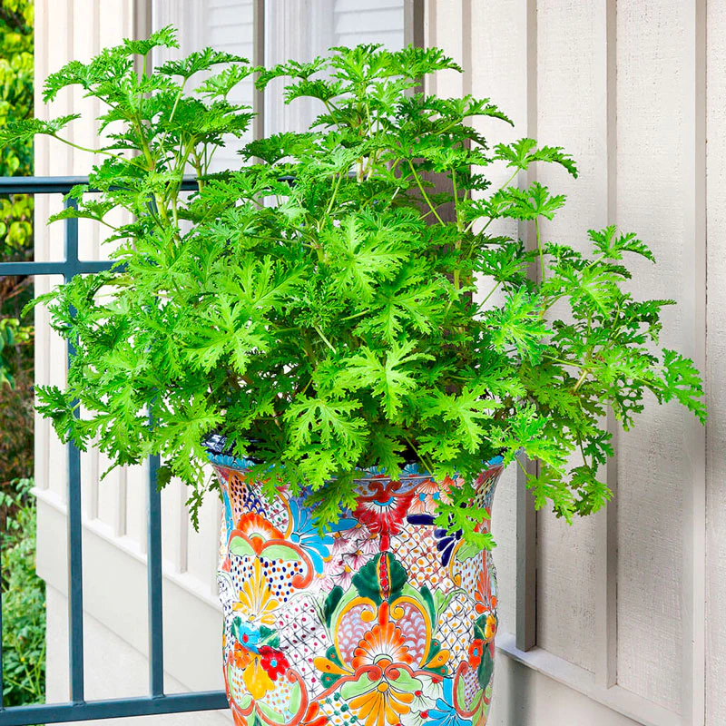 Citronella Plant - Image 2
