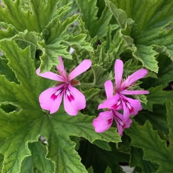 Citronella Plant - Image 3