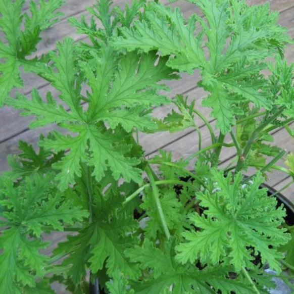 Citronella Plant - Image 4
