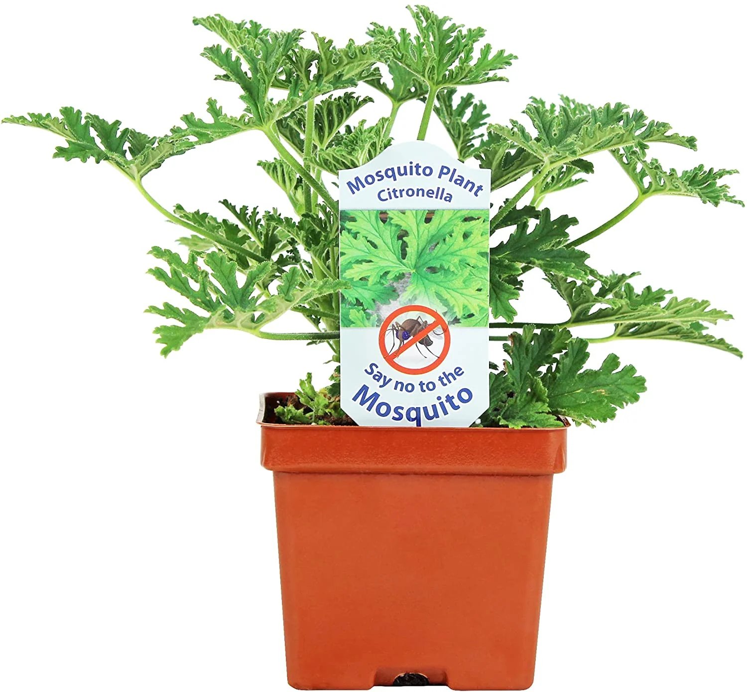 Citronella Plant - Image 5