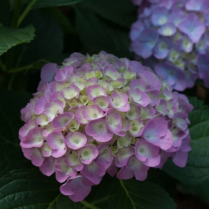 Cityline Berlin Bigleaf Hydrangea - Image 3