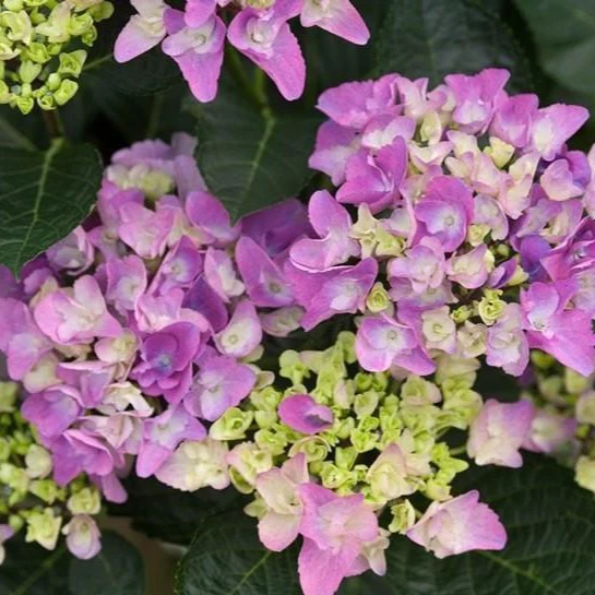 Cityline Venice Hydrangea - Image 3
