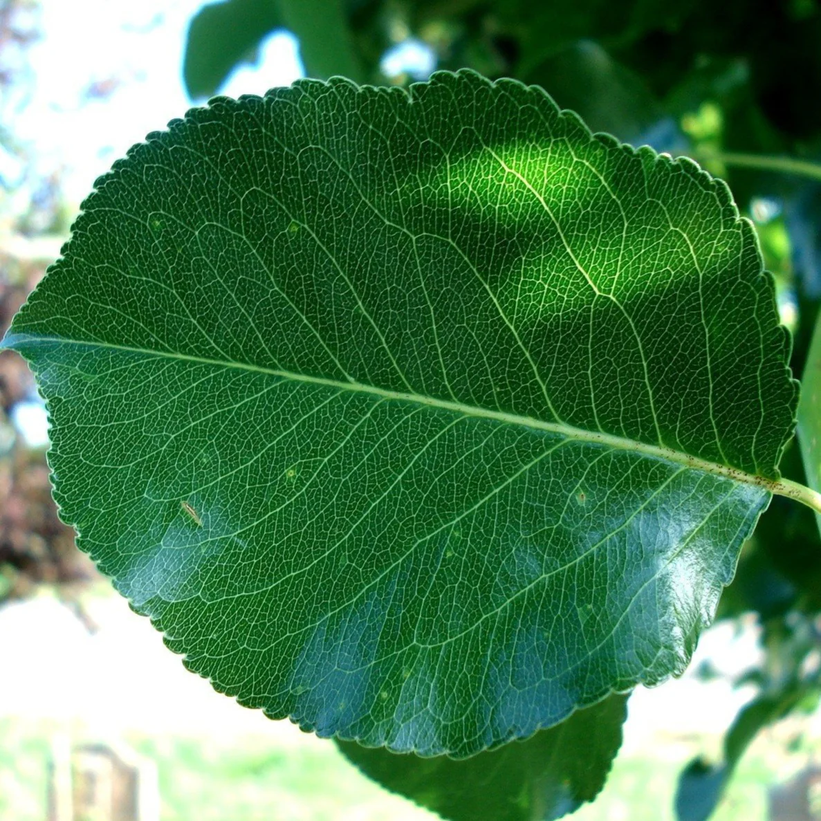 Cleveland Pear Tree - Image 3