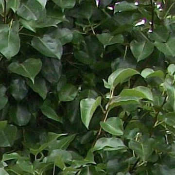 Cleveland Pear Tree - Image 4