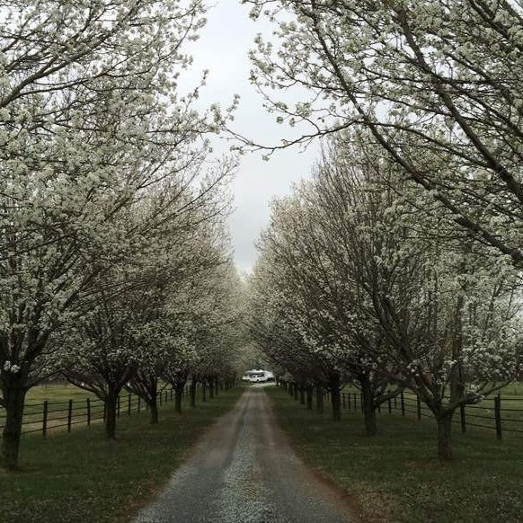 Cleveland Pear Tree - Image 5