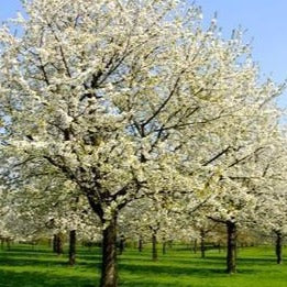 Cleveland Pear Tree - Image 6