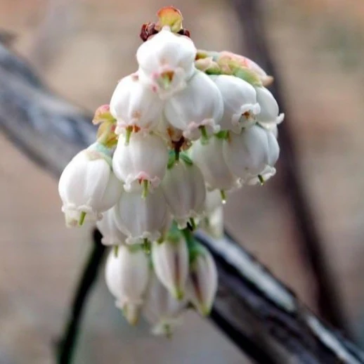 Climax Blueberry Bush - Image 3