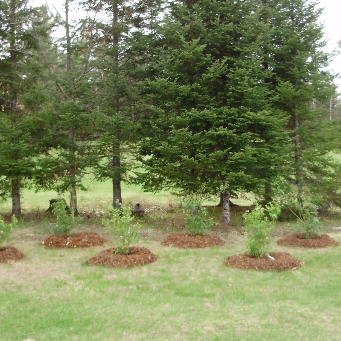 Climax Blueberry Bush - Image 4