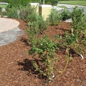 Climax Blueberry Bush - Image 5