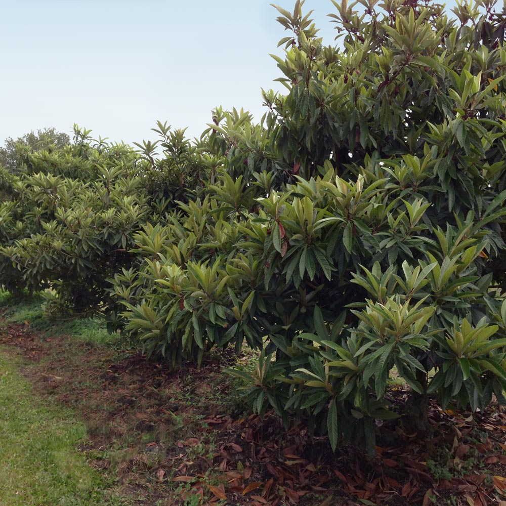 Cold Hardy Avocado Tree - Image 4
