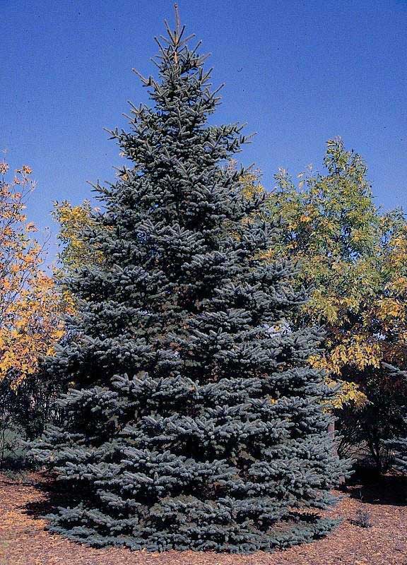 Colorado Blue Spruce - Image 2