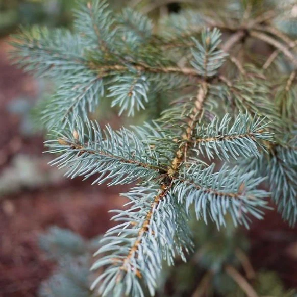 Colorado Blue Spruce - Image 3