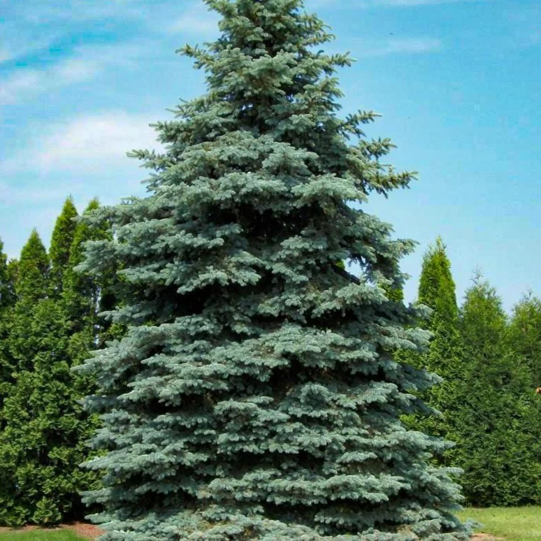 Colorado Blue Spruce - Image 4